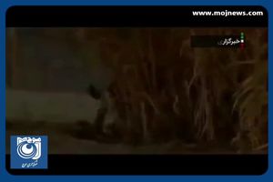 بلع پلاستیک علت مرگ پیروز نبود + فیلم