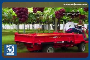 پرورش گران‌قیمت‌ترین انگور در ژاپن! + فیلم