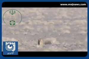 مشاهده دو قلاده یوزپلنگ آسیایی ‌در توران + فیلم