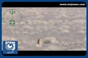 مشاهده دو قلاده یوزپلنگ آسیایی ‌در توران + فیلم