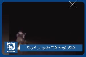 شکار کوسهٔ ۳.۵ متری در آمریکا