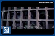 نماهنگ شهادت حضرت فاطمه (س) با نوای حاج محمود کریمی + فیلم