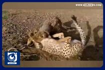 حال خوب آذر و توران + فیلم