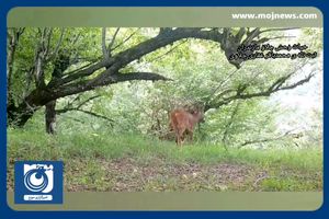 ویدئویی زیبا از تنوع زیستی ارتفاعات جنگل‌های هیرکانی مازندران تیرماه ۱۴۰۲ + فیلم