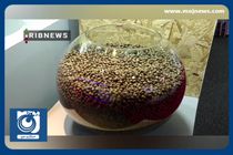 تولید هزار تن ماهی تیلاپیا در سال گذشته + فیلم