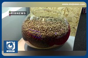 تولید هزار تن ماهی تیلاپیا در سال گذشته + فیلم