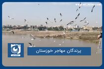 پرندگان مهاجر خوزستان