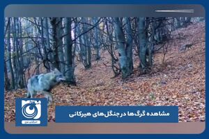 مشاهده گرگ‌ها در جنگل‌های هیرکانی
