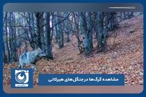 مشاهده گرگ‌ها در جنگل‌های هیرکانی