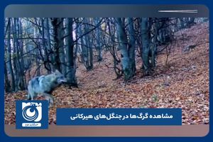 مشاهده گرگ‌ها در جنگل‌های هیرکانی