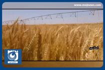 قیمت گندم بالاتر از قیمت جهانی تعیین شد + فیلم