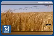 قیمت گندم بالاتر از قیمت جهانی تعیین شد + فیلم