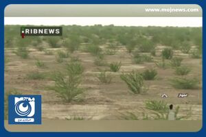 ادامه کاشت نهال در طرح کاشت یک میلیارد درخت + فیلم