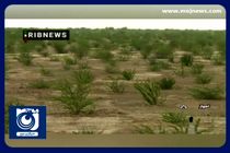 ادامه کاشت نهال در طرح کاشت یک میلیارد درخت + فیلم