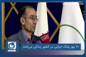 ۲۰ یوز پلنگ ایرانی در کشور زندگی می‌کنند