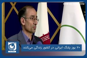 ۲۰ یوز پلنگ ایرانی در کشور زندگی می‌کنند