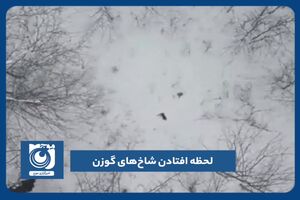 لحظه افتادن شاخ‌های گوز