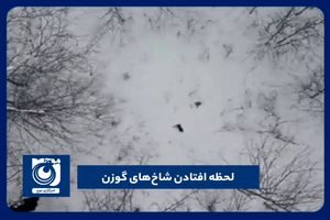 لحظه افتادن شاخ‌های گوز