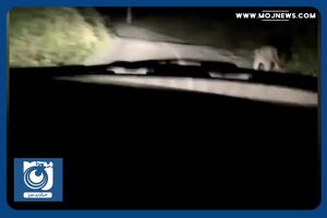 دوردور شبانه پلنگ در یکی از روستاهای بابل + فیلم