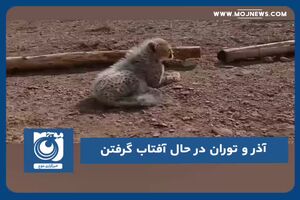 آذر و توران در حال آفتاب گرفتن