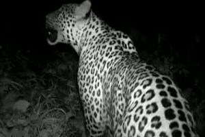 وقوع حادثه تصادف با پلنگ در فیروزکوه