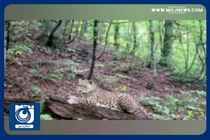 کمین یک پلنگ در جنگل‌های مازندران + فیلم