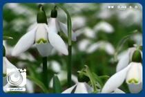 دعای تحویل سال با صدای استاد شجریان