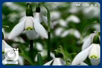 دعای تحویل سال با صدای استاد شجریان