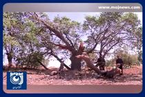 نابودی سالانه ۵ میلیون هکتار جنگل در جهان + فیلم