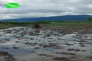 تلاش گیله زنان لاهیجانی در مزارع لاهیجان روستای گورندان
