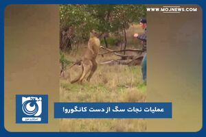 عملیات نجات سگ از دست کانگورو!