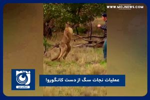 عملیات نجات سگ از دست کانگورو!
