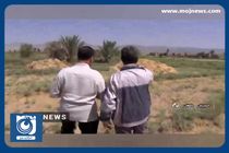 برداشت اسپند نذری برای حرم امام رضا (ع) + فیلم