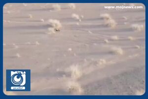 تصاویری از رصد اطلاعاتی و هدف قرار گرفتن تروریست‌های تکفیری توسط سربازان گمنام امام زمان (عج) + فیلم