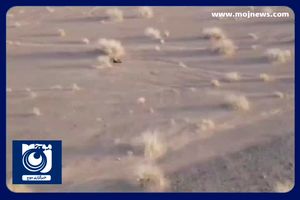 تصاویری از رصد اطلاعاتی و هدف قرار گرفتن تروریست‌های تکفیری توسط سربازان گمنام امام زمان (عج) + فیلم