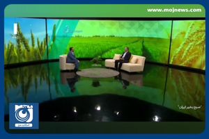 به بازار جهانی گندم اعتماد نداریم! + فیلم